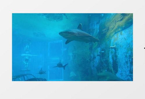 鲨鱼最新爆料视频下载,惊心动魄的幕后真相大公开