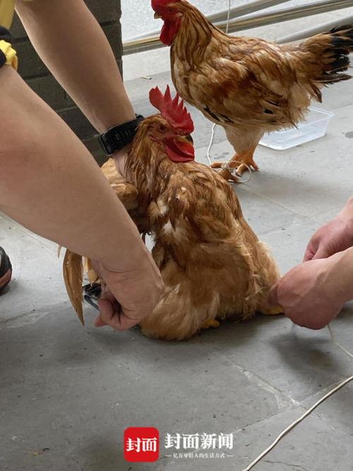 桂林鸡鸭爆料事件最新,揭露背后惊人真相，食品安全再引关注
