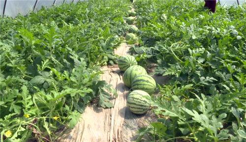 新泰大瓜爆料视频最新